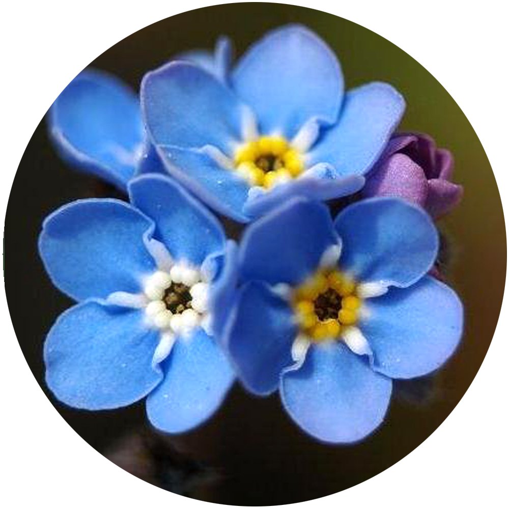 Forget Me Not pic